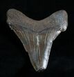 Wide Angustiden Fossil Shark Tooth - Inches #4410-1
